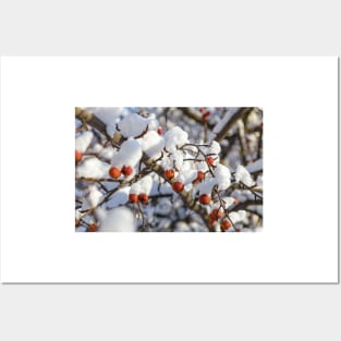 Winter berries covered with snow on a tree Posters and Art